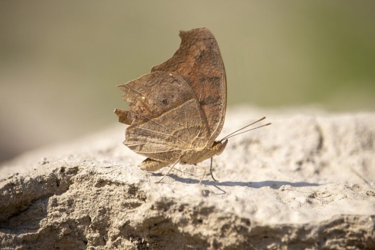 true cider shampoo and body wash