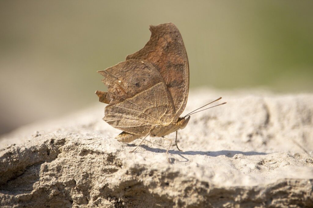 vicks vaporub on face for wrinkles