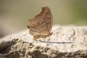 vicks vaporub on face for wrinkles