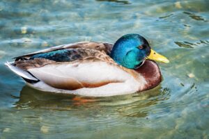 water instead of milk mac and cheese