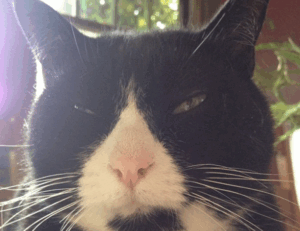 business guide disbusinessfied