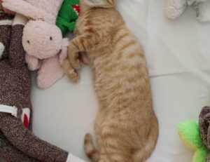 financial guide ontpinvest