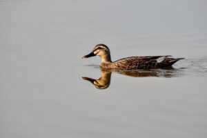 financial ontpinvest