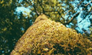 investment hacks discommercified