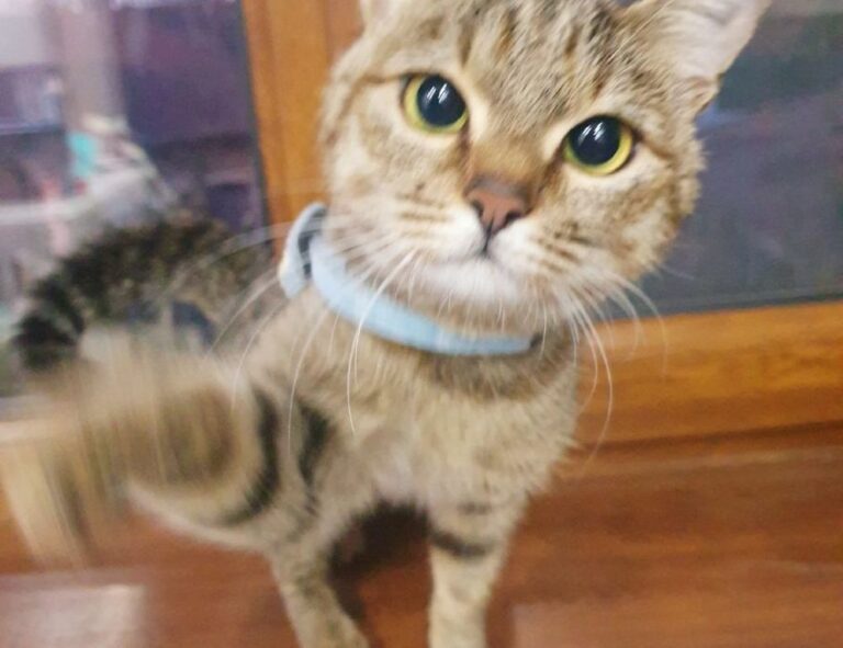 investment tips discommercified