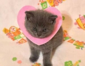 money guide discommercified