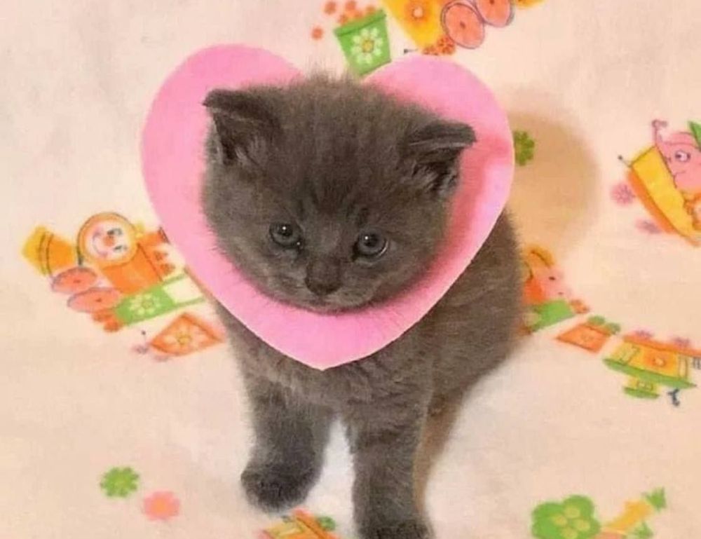 money guide discommercified