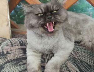 money tips dismoneyfied