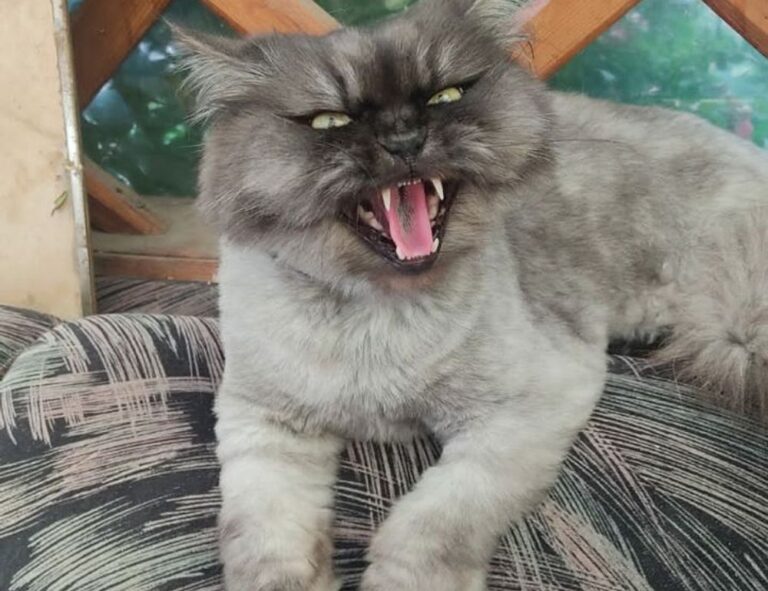 money tips dismoneyfied