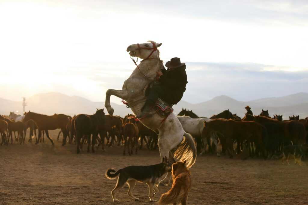 A cowboy rides a rearing horse at sunset, surrounded by a herd of horses and dogs.