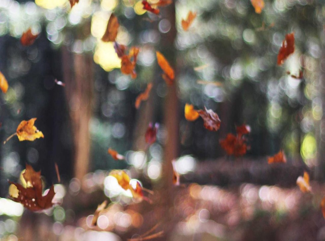 Cultural Roots: Why Does the Gambuzino Legend Endure?