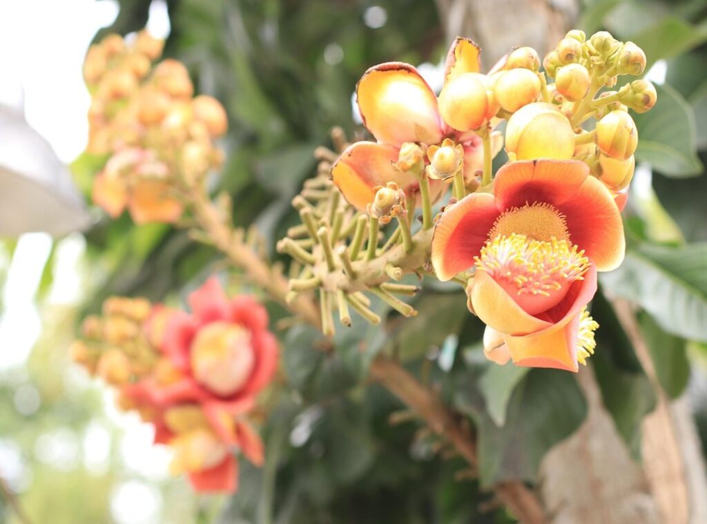 monstruos sa labios hinchados
